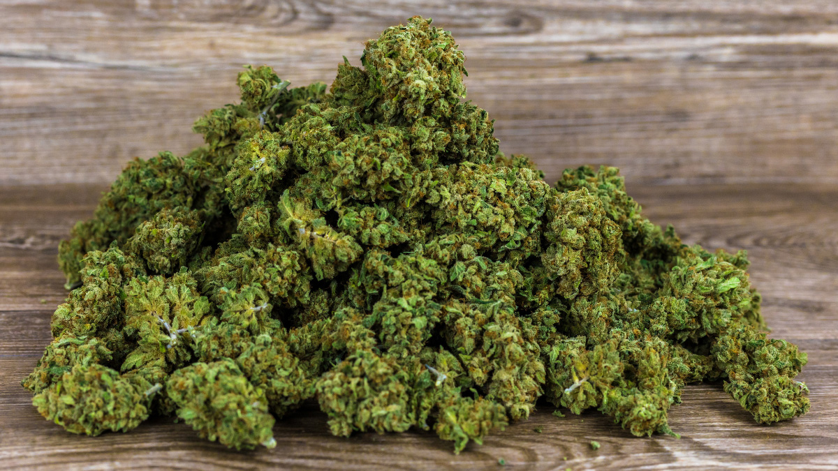 A close up view of Westfield THCa flower for sale.